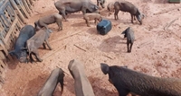 Foi constatado ainda a presença doisanimais híbridos da espécie Java porco “Sus scrofa” (Foto: Reprodução)