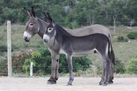 De acordo com o homem, os animais são pequenos, sendo um macho e uma fêmea da raça pêga, com pelagem pelo de rato (Foto: Imagem Ilustrativa) 