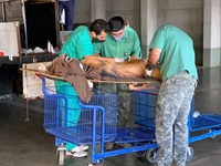 Lobo-guará é avaliado por funcinários do zoológico de Rio Preto. (Foto: André Modesto/TV TEM)