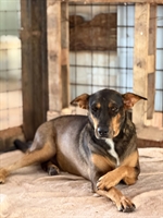 Adotar é transformar vidas: Recanto dos Focinhos convida população para adoção pet