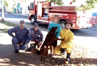 Criança com os cachorros e os bombeiros que o resgataram — Foto: Divulgação/Bombeiros