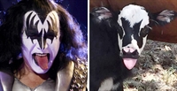 Gene Simmons e Genie (Foto: Heather Taccetta/Hill Country Visitor via AP, Natacha Pisarenko/AP)