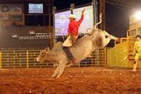 A grande final do rodeio será realizada na noite de hoje, às 21h; os organizadores avaliam positivamente o evento