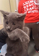 O gatinho após o resgate (Foto: Massachusetts State Police/Facebook)