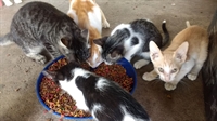 O número de gatos abandonados nas ruas de Votuporanga impressiona (Foto: Câmara)