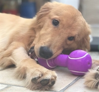  Olívia é uma golden retriever e tem 8 meses de idade (Foto: Mariana Camargo/Arquivo pessoal) 