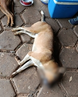 Polícia identifica e prende suspeito de mortes de cachorros em Álvares Florence