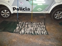 Parte dos pescados apreendidos pela Operação de Carnaval