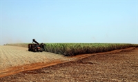 Plantação de Soja - Agricultura (Foto: Reuters/Paulo Whitaker/Direitos Reservados) 