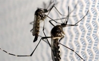 Região registra mais uma morte por dengue