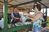 A horticultura é uma das atividades realizadas pela Comunidade Assistencial Irmãos Emaús para arrecadar fundos (A Cidade)