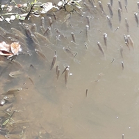 A mortandade de peixes tem assustado os pescadores da região, que cobram providências das autoridades (Foto: Arquivo pessoal)