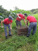 A capivara foi capturada pelo Corpo de Bombeiros na mata que fica na rua Copacabana, no bairro Jardim Quinta do Moro (Foto: Divulgação/Corpo de Bombeiros)