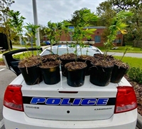 Polícia procura donos de plantas de maconha na Flórida (Foto: Gainesville Police Department/Twitter)