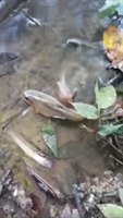 Atraso na notificação atrapalhou as investigações sobre a mortandade de peixes no rio São José dos Dourados  (Foto: Arquivo pessoal) 