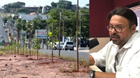 Superintendente da Saev Ambiental, Antônio Alberto Casali, explicou que as mudas do pregão serão plantadas pelo 'Disque Árvore' (Fotos: A Cidade)