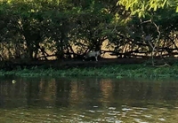 Gato foi visto em ilha no meio da Represa de Rio Preto (Foto: Jeferson Pires/Arquivo Pessoal)