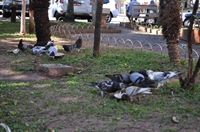 Alimentar pombos em praças e outros espaços públicos pode custar carona cidade caso a Câmara aprove um projeto na segunda (Foto: A Cidade)