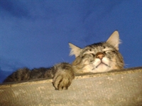 Para tentar conter o crescimento da população de gatos de rua, será realizada uma mega castração de gatos (Foto: Daniel Castro/A Cidade)