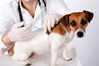 A vacina antirrábica é segura e devem ser imunizados cães e gatos a partir de quatro meses de idade e que não estejam doentes (Foto: Imagem Ilustrativa)