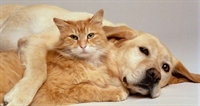  Prefeitura abre inscrições para castração de cães e gatos entre os dias 22 e 24 de maio (Foto: Reprodução/Internet)