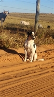  Cão aguarda dono em estrada de terra. Homem morreu há duas semanas depois se ser agredido durante assalto (Foto:  Lourdes Brito / Arquivo Pessoal)