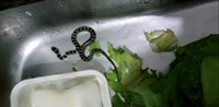  Cobra foi encontrada no meio do pé de alface pela dona de casa (Foto: Arquivo Pessoal) 