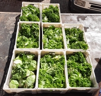 Em média, são 50 maços de alfaces ou almeirão entregues para o Serviço de Nutrição e Dietética da Instituição, responsável pelo fornecimento de 1.700 refeições diárias  (Foto: Santa Casa de Votuporanga)