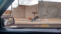 Cachorros soltos nas ruas poderão geral multa de mais de R$ 5 mil para tutores, após aprovação na Câmara Municipal  (Foto: Arquivo pessoal)