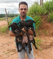 Chandelly afirma que a iniciativa visa mapear a população de animais para embasar políticas públicas voltadas ao setor (Foto: Redes sociais)