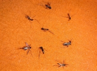 O A Cidade registrou a reclamação da moradora que já tinha pegado dengue por três vezes; no dia seguinte a Prefeitura a procurou (Foto: Redes sociais)