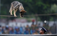 Cão anda na corda bamba em Sri Lanka (Foto: Dinuka Liyanawatte/Reuters)