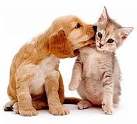 O programa irá priorizar a castração de fêmeas caninas e felinas, sem deixar de atender também os animais machos (Foto: Prefeitura de Votuporanga)