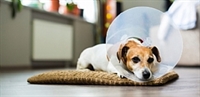 O programa irá priorizar a castração de fêmeas caninas e felinas, sem deixar de atender também os animais machos (Foto: Prefeitura de Votuporanga)