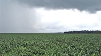 A quantidade de água, porém, ainda não é o suficiente para a agricultura da cidade