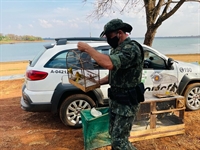 As 57 aves capturadas passaram por avaliação de um veterinário e foram levadas de volta para a natureza (Foto: Divulgação/PM Ambiental)