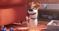 O filme ‘Pets 2’ será exibido diariamente no Cine Votuporanga a partir de hoje até 03 de julho (Foto: Divulgação)