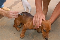 Vacina será disponibilizada em diferentes pontos da cidade em dois sábados do mês; expectativa da Secretaria da Saúde é imunizar 5 mil cães durante a ação (Foto: Divulgação/Prefeitura de Votuporanga)