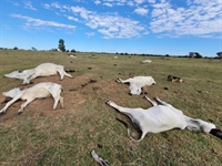 Frio mata mais de mil cabeças de gado (Foto: Divulgação/Iagro)