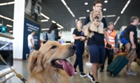 Pequenos negócios do mercado pet crescem  80% no Noroeste Paulista em seis anos