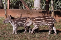 Depois de desmamados, expectativa é que os animais sejam encaminhados para uma área de soltura em Descalvado (Foto: Divulgação/Prefeitura de São José do Rio Preto)