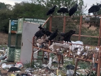 Constantemente munícipes reclamam da sujeira no local, que inclusive tem uma lixeira (Reprodução/Redes sociais)