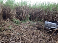 Os dois homens avistaram um indivíduo cortando cana com um facão e colocando na caçamba de um Ford/Pampa, de cor cinza (Foto: Arquivo Pessoal)