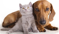 Prefeitura de Votuporanga abrirá inscrições para castração de cães e gatos (Foto: Reprodução/Internet)