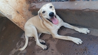 A ONG Amor & Patas informou que outros 64 animais, sendo 45 cães e 19 gatos, continuam sem lar na cidade (Foto: Reprodução/Facebook)