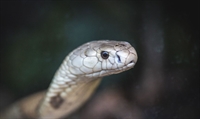 (Foto: Ivan Matos/Zoológico de Brasília)