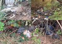 Até bezerro morto: moradores denunciam lixão a céu aberto na zona Leste de Votuporanga