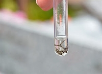 Em 2018 foram registrados, 208 casos positivos de dengue (Foto: Divulgação/Prefeitura)
