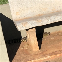 Filhote de jacaré foi encontrado embaixo de banco em Nova Luzitânia - (Foto: Arquivo Pessoal)