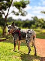 3ª Cãominhada Solidária reúne famílias e pets neste domingo no Parque da Cultura